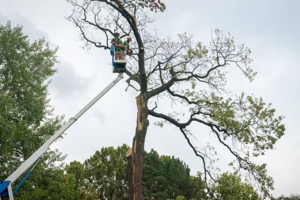 Best Tree and Shrub Care  in Freeport, NY