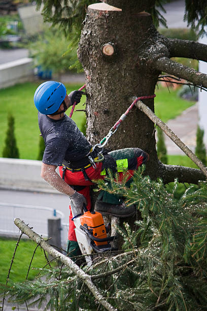 Professional  Tree Services in Freeport, NY