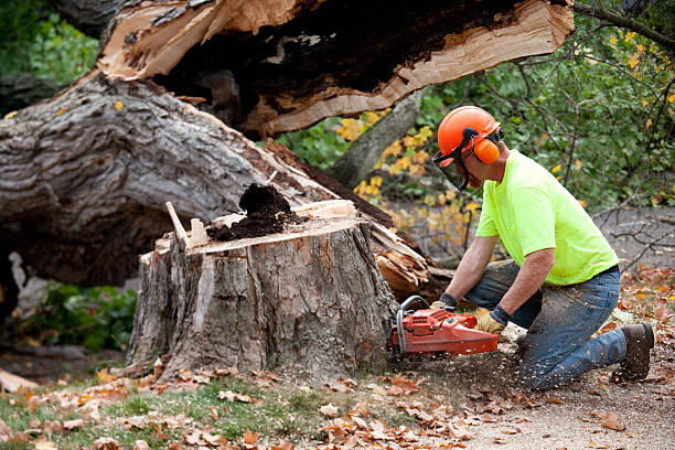 How Our Tree Care Process Works  in  Freeport, NY